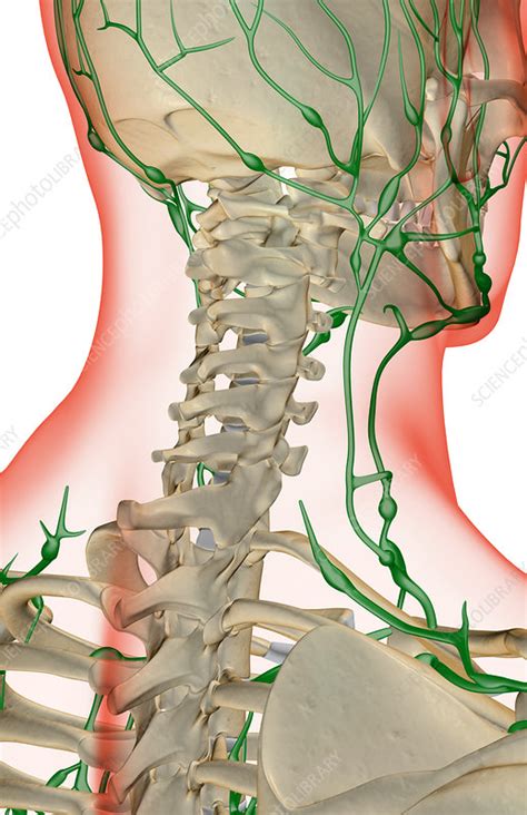 The Lymph Supply Of The Neck Stock Image F0014077 Science Photo