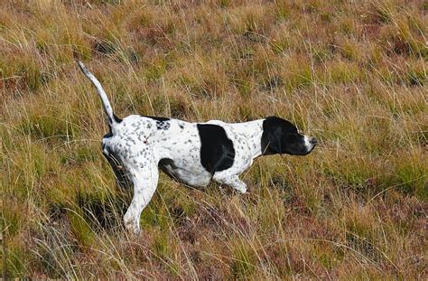 Types Of Hunting Dogs Pawversity