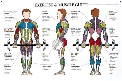 499 Human Exercise And Muscle Guide Poster Anatomical Chart Body