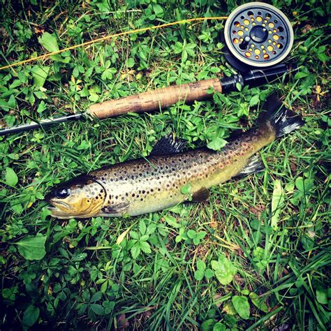 rainbow trout i smoked last weekend [oc] [3264 × 2448] r foodporn