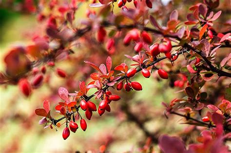 Invasive plants are considered to be a threat to the native ecosystem. Know These 3 Invasive Plants From Their Native Look-alikes ...
