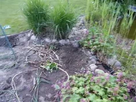 Schilf im garten selbst schneiden. Schilf im Garten - wird zur Plage, es ist stärker als du ...
