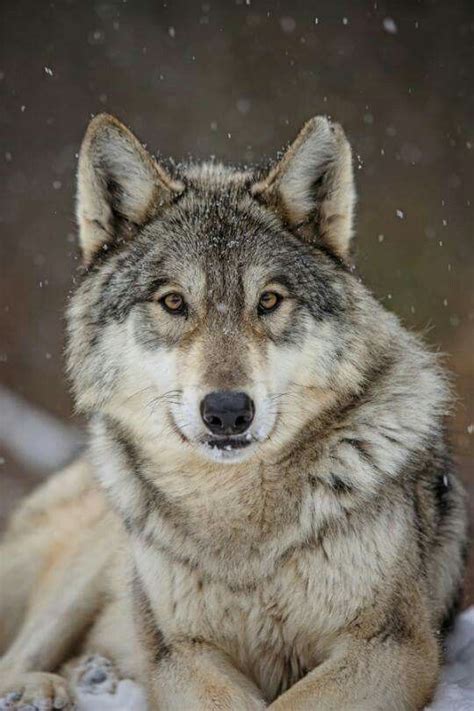 Pin Di Maurizio Garau Su Wolf Cuccioli Di Lupo Lupo Bianco Animali