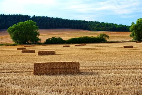 Anfang der 1990er jahre gelang ihm ein comeback auf dem deutschen musikmarkt. Ein Bett im Kornfeld ... Foto & Bild | landschaft ...