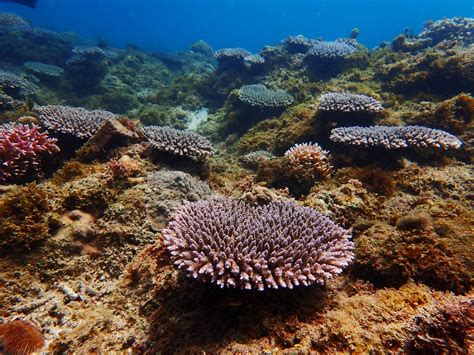 To The Aid Of Coral Reef Habitats