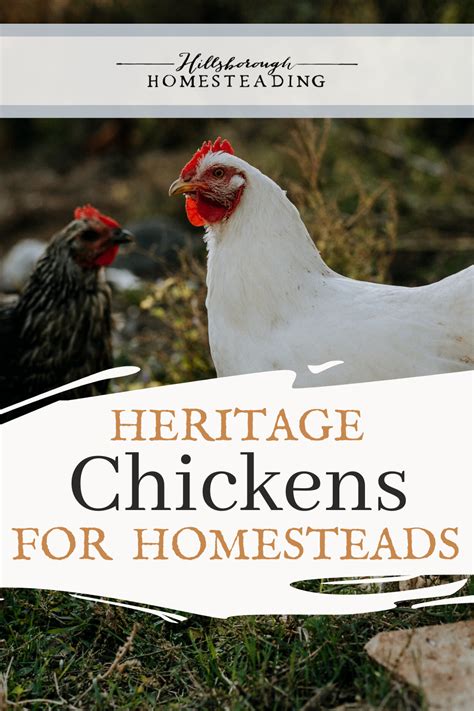 Top 12 Heritage Chicken Breeds In 2021 Heritage Chickens Heritage