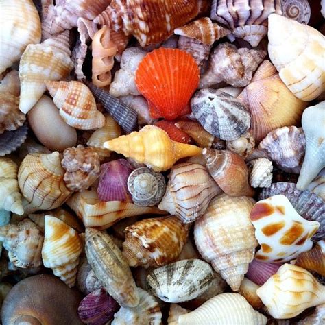 Collection Of Mini Seashells From Sanibel Island Sea Shells Sanibel