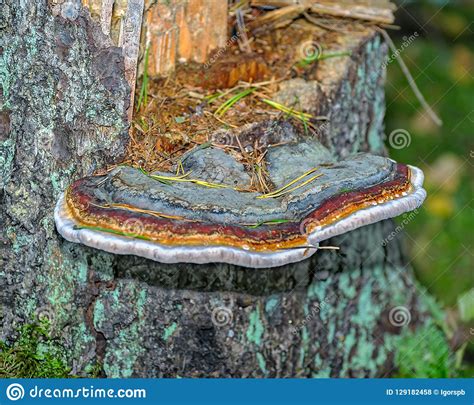 Wood Stem Decay Fungus On A Tree Stump Stock Photo Image Of Bark