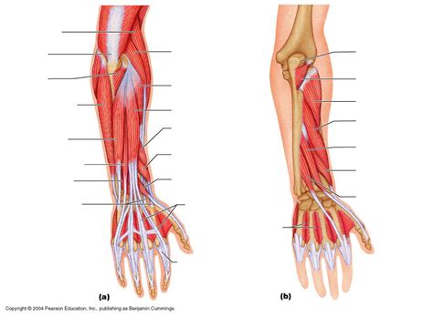 Arm Muscle Diagrams