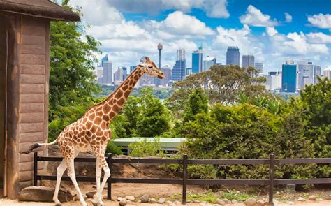 Book Taronga Zoo Tickets ‘2021 Covid 19 Updated