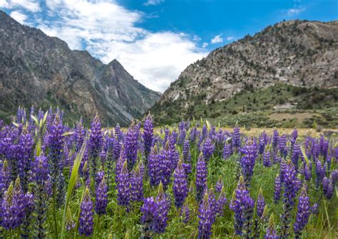 California Will Have Another Wildflower Bloom This Summer