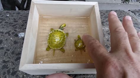 Turtles In Clear Resins By Gerardo Chierchia Youtube
