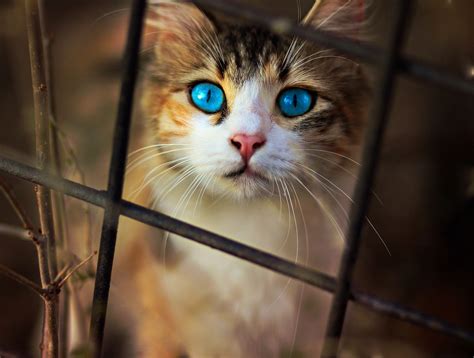 Cat Blue Eyes Wallpaperhd Animals Wallpapers4k Wallpapersimages