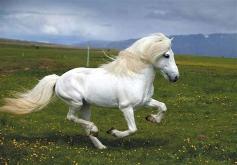 White Horse Horse Breeds Most Beautiful Horses Icelandic Horse