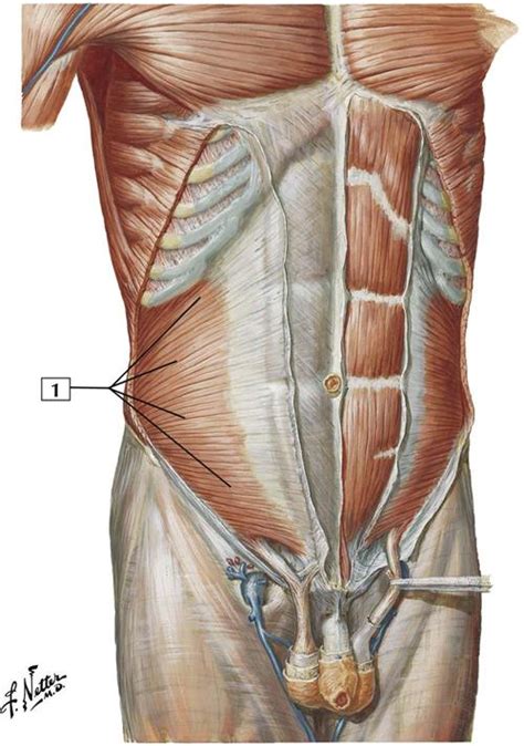 External And Internal Oblique Muscles