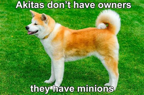 Akitas Don`t Have Owners They Have Miniors Akita Dog Dog Breeds