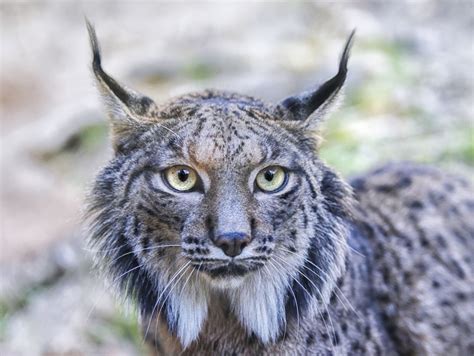 Iberian Lynx In Selvoo Of Estepona Málaga Smithsonian Photo Contest