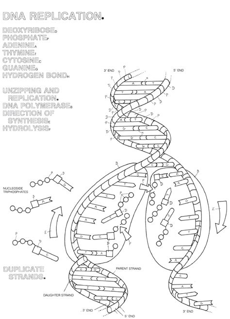 Dna structure and replication (worksheet). 14 Best Images of Comprehension Questions Worksheets ...