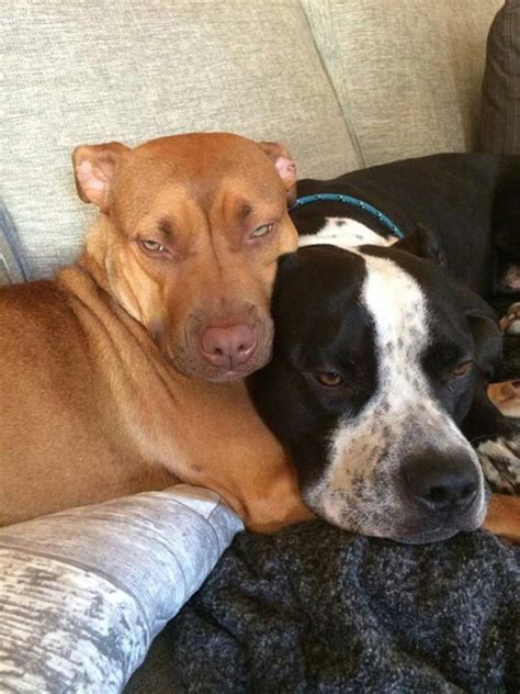 Angelica Axelsson Pit Bulls And Itty Pitties Best Friends Spoiled