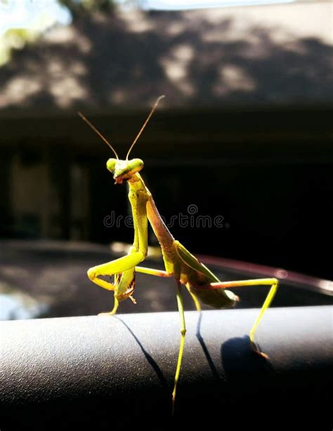 Florida Wildlife Praying Mantis Macro Bug Stock Photo Image Of