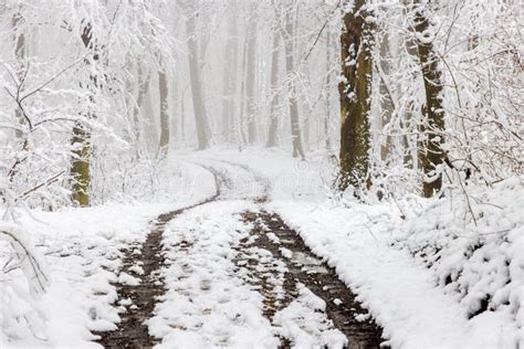 A Dirt Road In A Forest Covered By Snow Stock Image Image Of Snowy