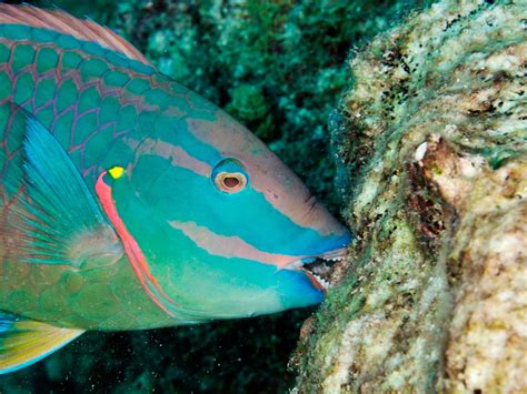 Protect Phu Quoc Environment Save Parrotfish Save Coral Reef