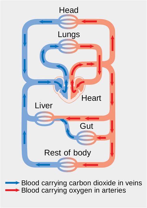 Circulatory System Flow Chart Of Blood Robhosking Diagram Vrogue