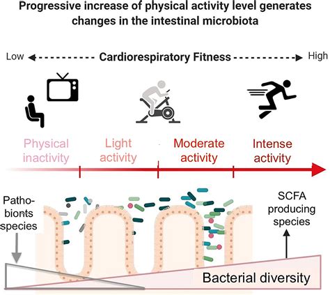 Frontiers Interplay Between Exercise And Gut Microbiome In The