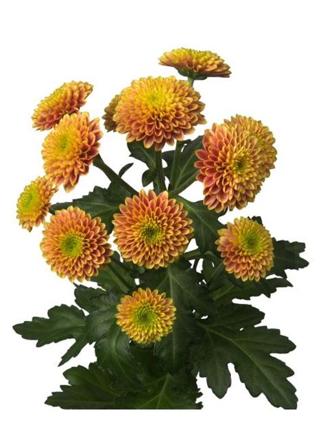 Chrysant Santini Doria Oranje Chrysant Planten Kransen