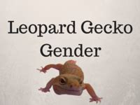 Pore sexing male crested geckos. The Leopard Gecko Tail - All You Need To Know