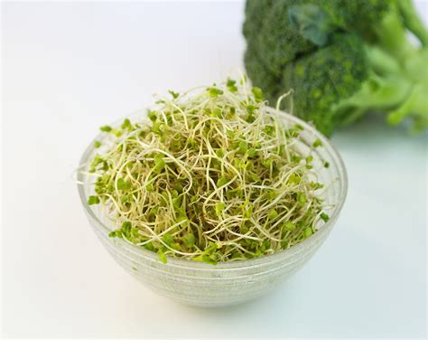 Organic Broccoli Sprout Powder Buy In Bulk From Food To Live