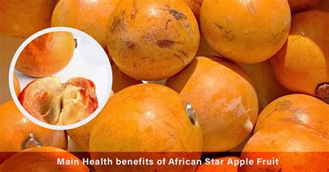 african star apple fruit major health benefits of chrysophyllum albidum agbalumo udara