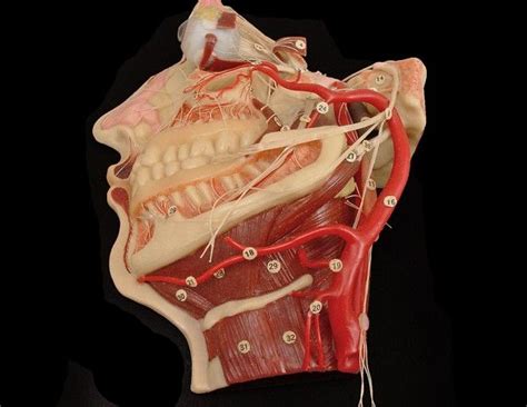 Wax Anatomical Model Of Head And Neck Phisick Medical Antiques