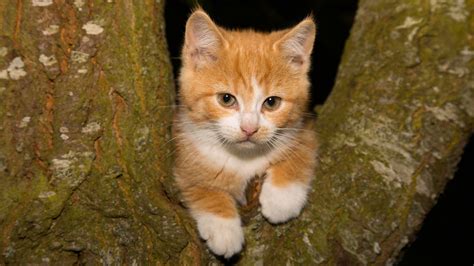 Brown White Cat Kitten Is Lying On Tree 4k Hd Kitten Wallpapers Hd