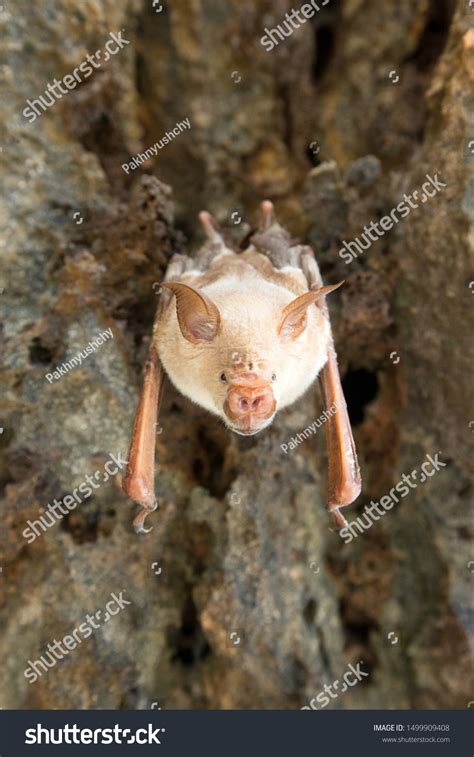 Albino Vampire Bat Sleeping Cave Hanging Stock Photo Edit Now 1499909408