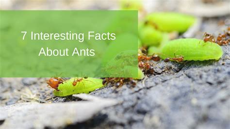 7-interesting-facts-about-ants-radar-pest-control