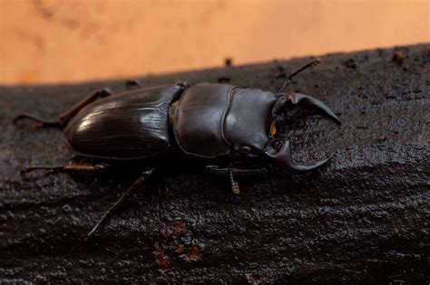 オオクワガタの大型個体や小型個体の違いやメスの特徴を紹介! | 虫の写真と生態なら昆虫写真図鑑「ムシミル」