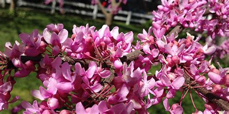 Pink Flowering Tree Identification Ontario 15 Trees Every Outdoor
