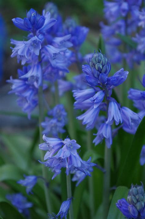 Purple Wood Hyacinths Garten Natur