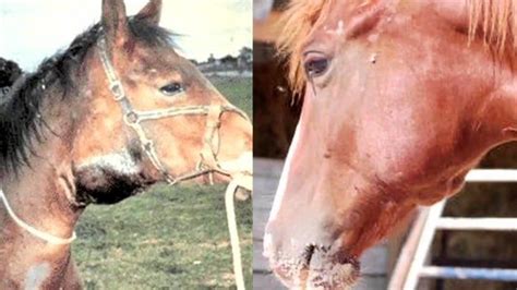 30 Most Common Horse Skin Diseases Reviewed For Horse Owner Horses