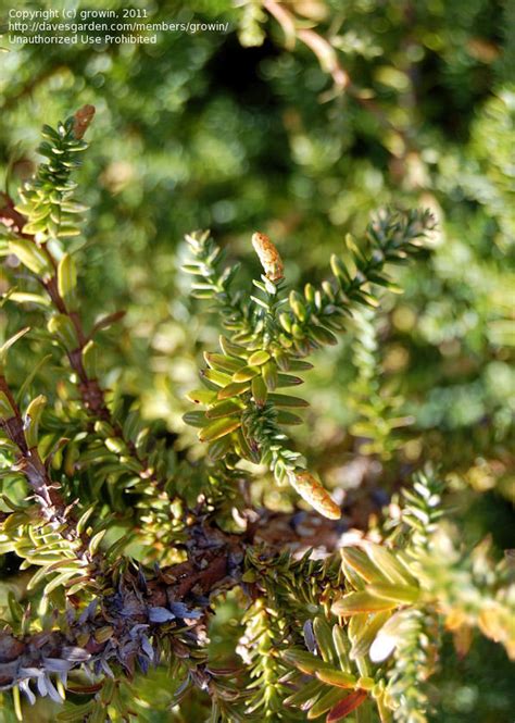 Plantfiles Pictures Fitzroya Species Alerce Patagonian Cypress