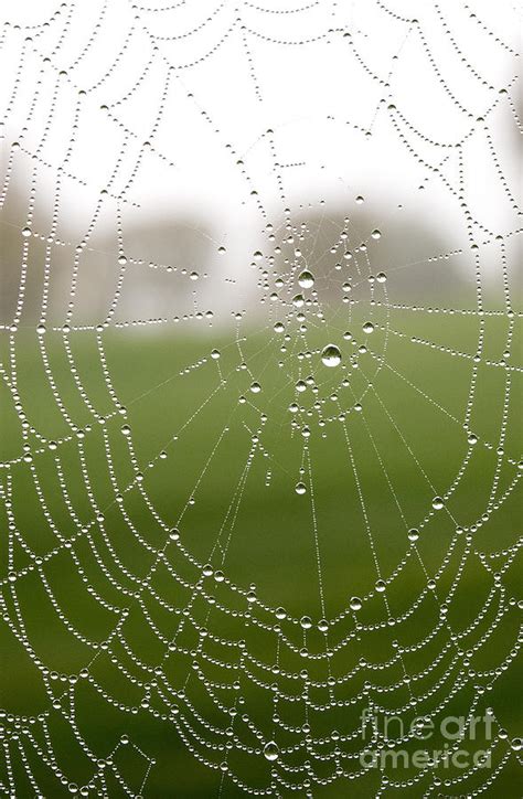 Dew Covered Spider Web Photograph By Glenn Morimoto Fine Art America