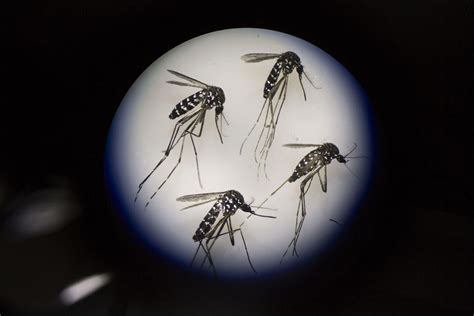 Are You A Mosquito Magnet This Is Why Mosquitoes Bite Some More Than