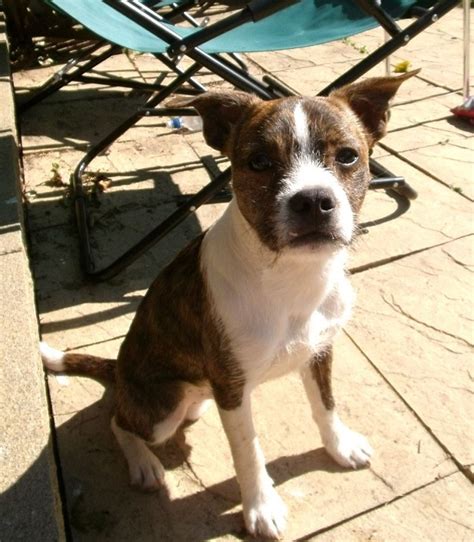 18 Unreal Jack Russell Cross Breeds You Have To See To Believe