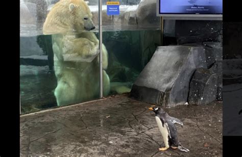 Polar Opposites Lovely Moment When Penguin Meets Polar Bear At Zoo