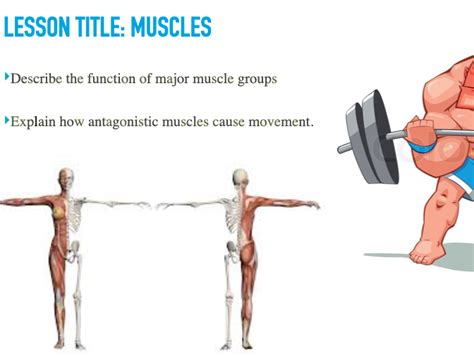 Ks3 Activate Movement Muscles Teaching Resources