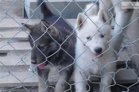 Wolf Hybrid Puppies For Sale Colorado Puppy