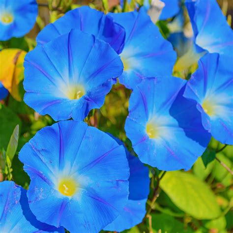 Untreated Morning Glory Seeds Heavenly Blue Flower Ipomoea Fresh Bulk