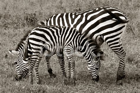 Zebra And Foal Grazing Stock Photo Royalty Free Freeimages