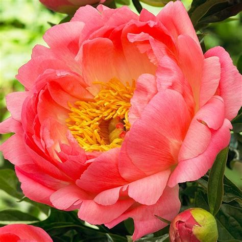 Wholesale peony flowers are mainly grown in holland under glass and are sent to the flower auctions for sale. Peony Coral Sunset - Peonies - Flowers and Fillers ...
